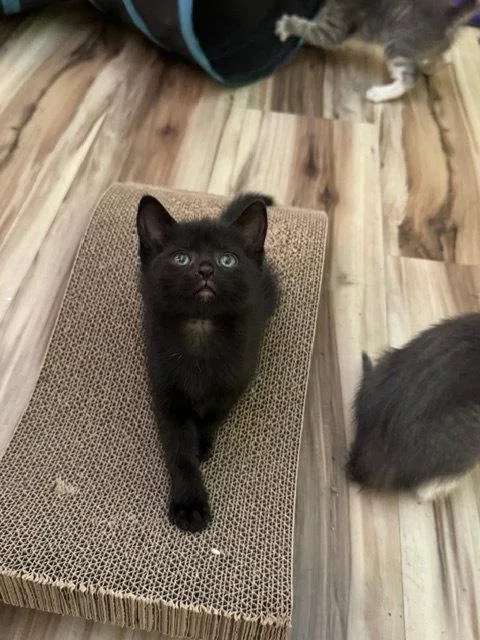 A young medium-sized female Black Domestic Short Hair cat named Dahlia for adoption in Rochester, NY