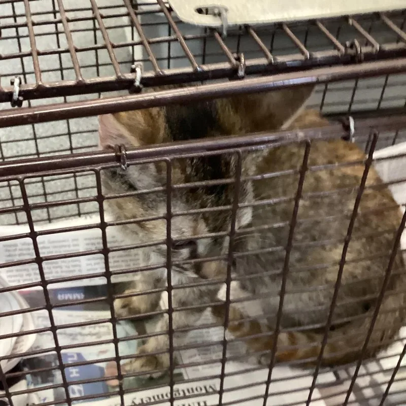 A baby small-sized female Torbie Domestic Short Hair cat named Cooler for adoption in Montgomery, AL