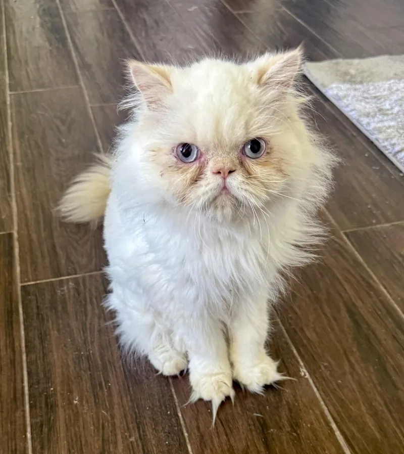 Milo