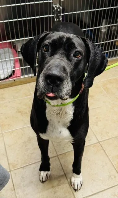 An adult extra large-sized female Mixed Breed dog named Dilly for adoption in Covington, LA