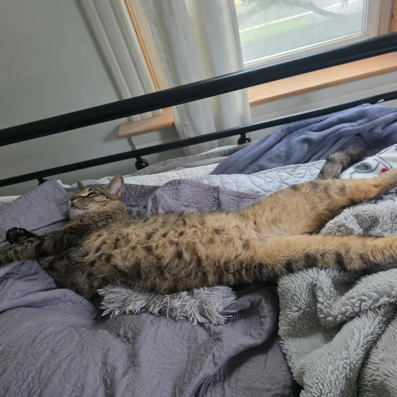 An adult large-sized male Tabby (Brown / Chocolate) Domestic Short Hair cat named Preacher CoCo for adoption in Huntington, MA