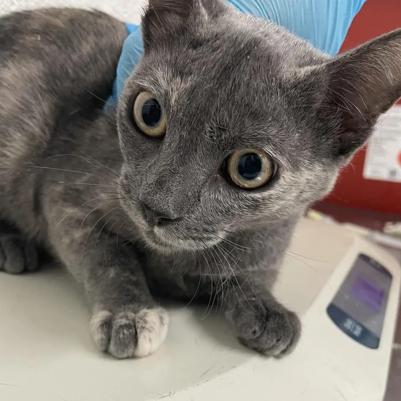 Hazel