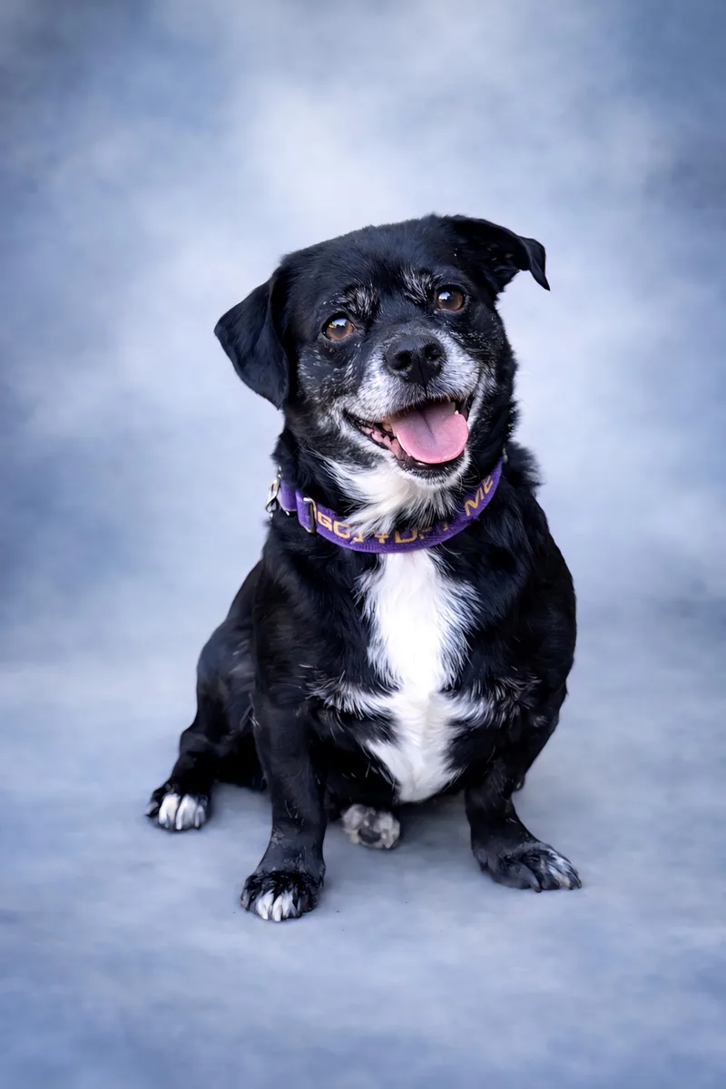 An adult small-sized male Black Corgi dog named Poncho for adoption in San Pedro, CA