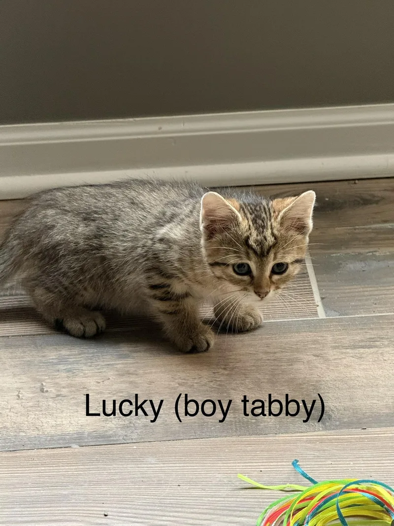 Lucky