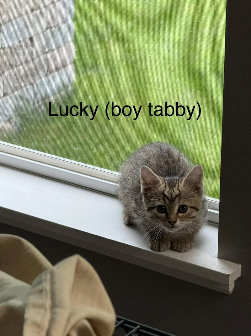 Lucky thumbnail 2