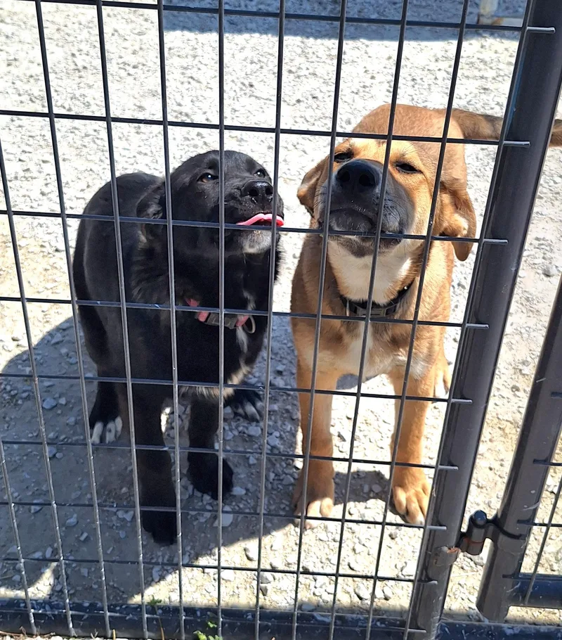 Little Chief thumbnail 2