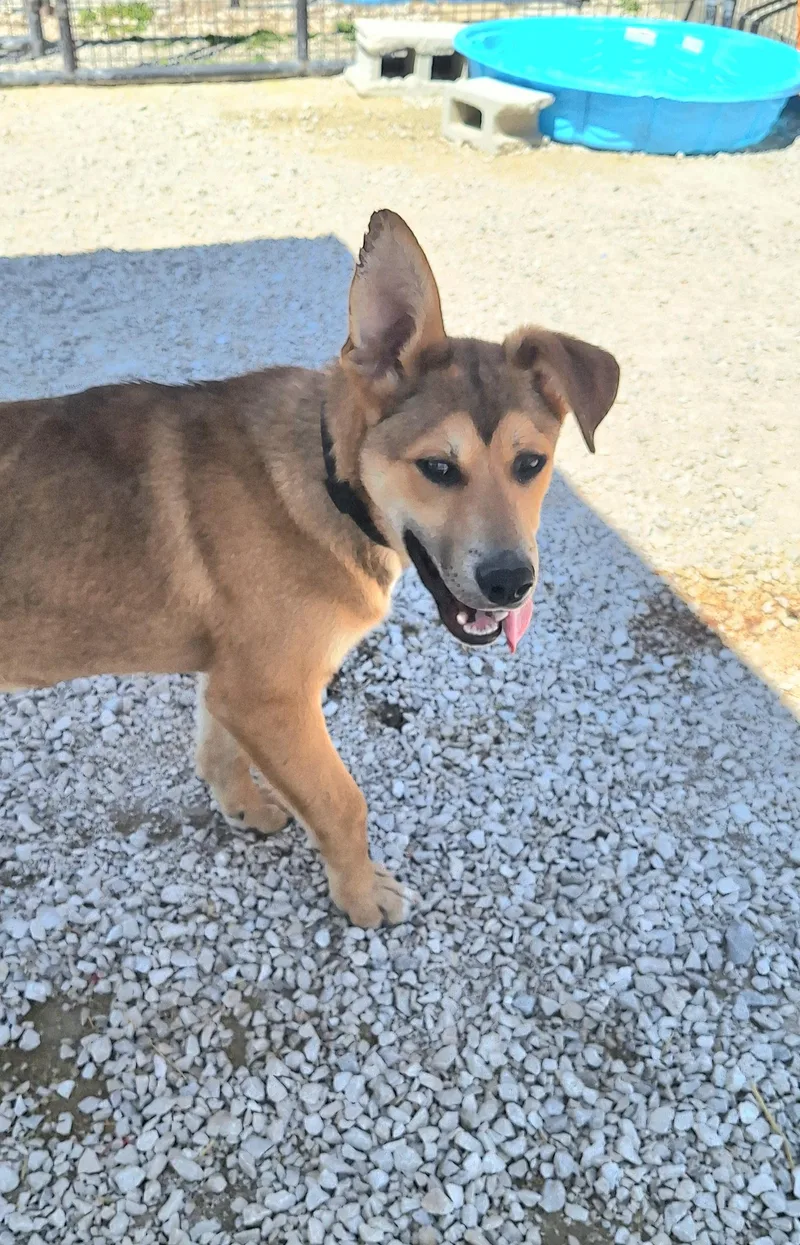 Little Chief thumbnail 3