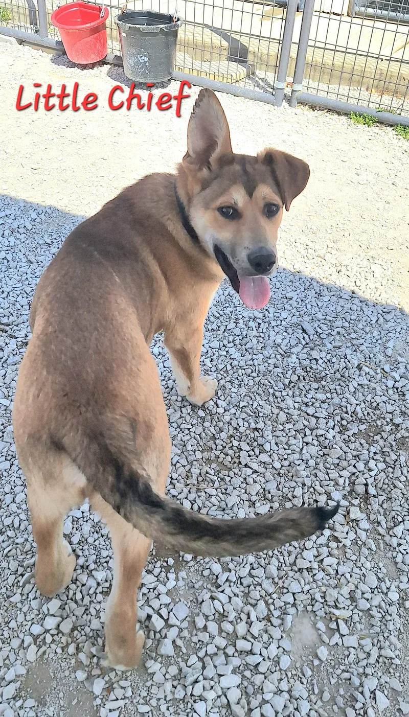 Little Chief thumbnail 4