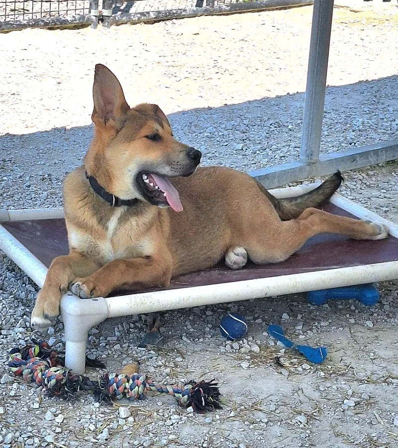 Little Chief thumbnail 5