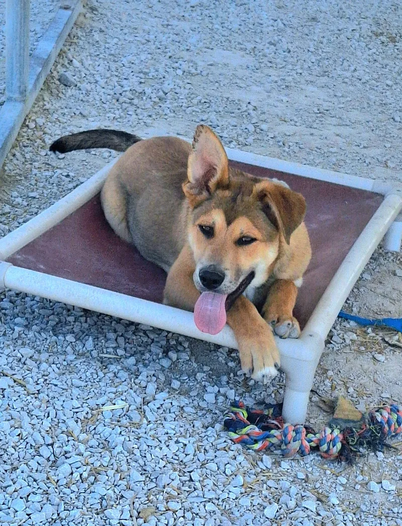 Little Chief thumbnail 6