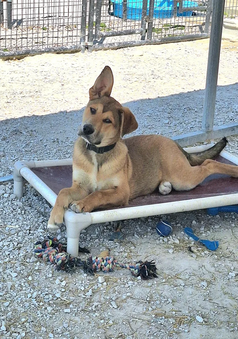 A young medium-sized male Brown / Chocolate Shepherd dog named Little Chief for adoption in Stanton, KY