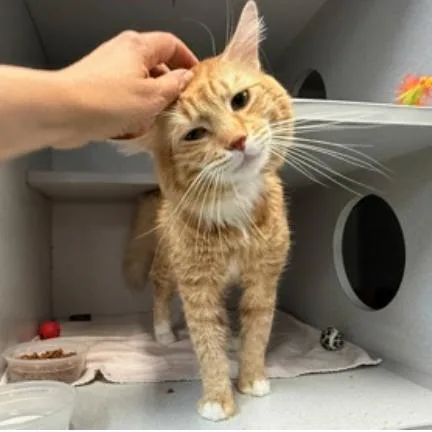 An adult large-sized male Orange / Red Domestic Short Hair cat named Toby for adoption in New York, NY
