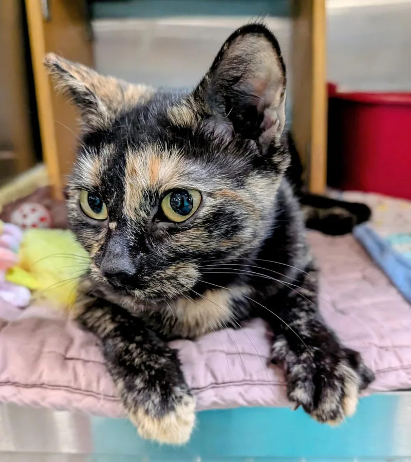 A young medium-sized female Tortoiseshell Domestic Short Hair cat named Chai for adoption in Morganton, NC