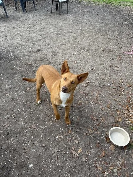 A young large-sized female Pit Bull Terrier dog named Aleu for adoption in Mobile, AL