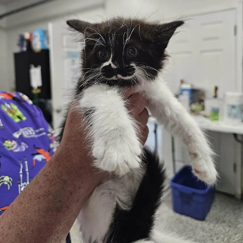 A baby small-sized female Black Domestic Long Hair cat named Bad Haircut for adoption in Fredericksburg, VA