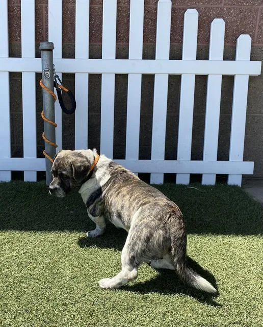 A young large-sized male French Bulldog dog named Cyber for adoption in Modesto, CA