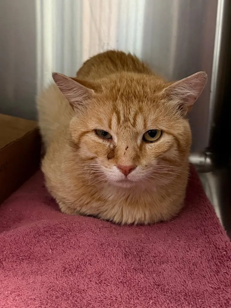 An adult small-sized male Domestic Short Hair cat named Puff for adoption in Cape Coral, FL