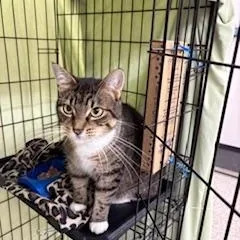 A senior large-sized female Domestic Short Hair cat named Jane for adoption in Black River Falls, WI