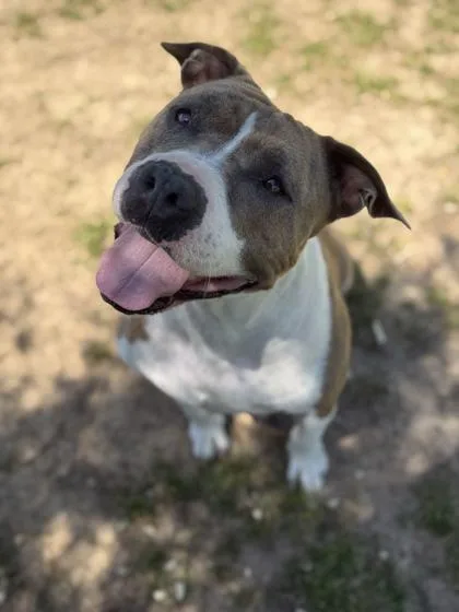 A senior large-sized female Mixed Breed dog named Pearl for adoption in Memphis, TN