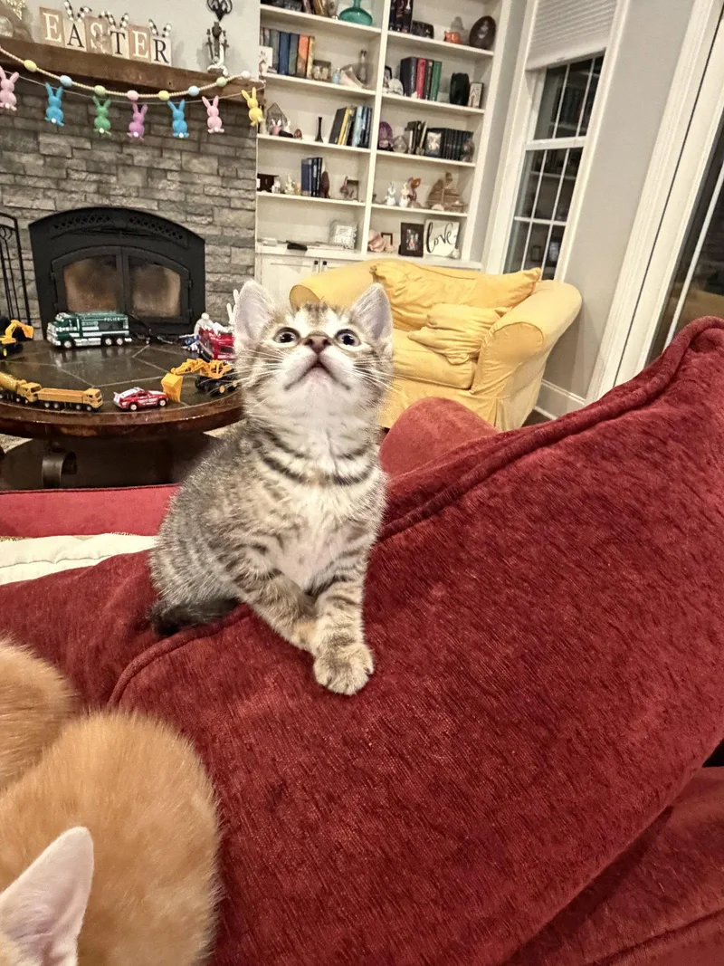 A young medium-sized female Domestic Short Hair cat named Birria for adoption in Camden, SC