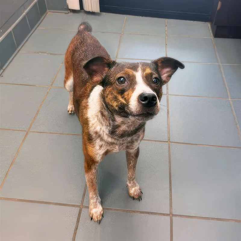 An adult medium-sized female Brindle Mixed Breed dog named Mango for adoption in Nashville, TN
