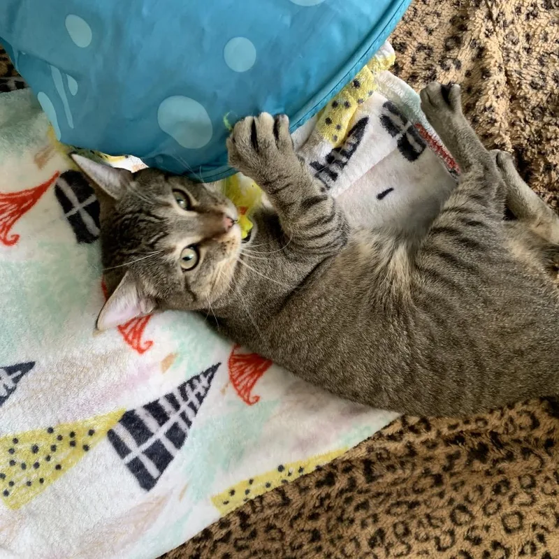 An adult large-sized male Brown / Chocolate Domestic Short Hair cat named Cavill for adoption in Chicago, IL