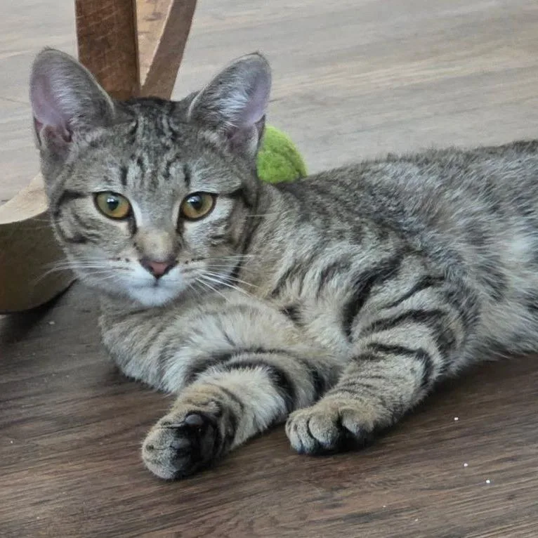 A young small-sized female Gray / Blue / Silver Domestic Short Hair cat named Amy for adoption in Atlanta, GA