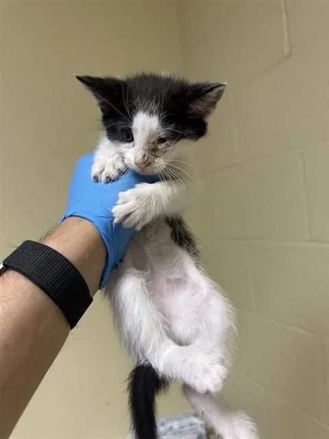 A baby small-sized male Domestic Short Hair cat named Joe for adoption in Sacramento, CA