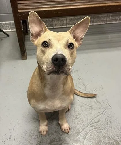 An adult medium-sized female Yellow / Tan / Blond / Fawn Pit Bull Terrier dog named Clarice for adoption in Lafayette, IN
