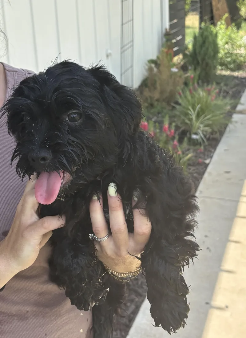 A baby small-sized male Black Havanese dog named HavaneseShih puppies for adoption in Rowlett, TX