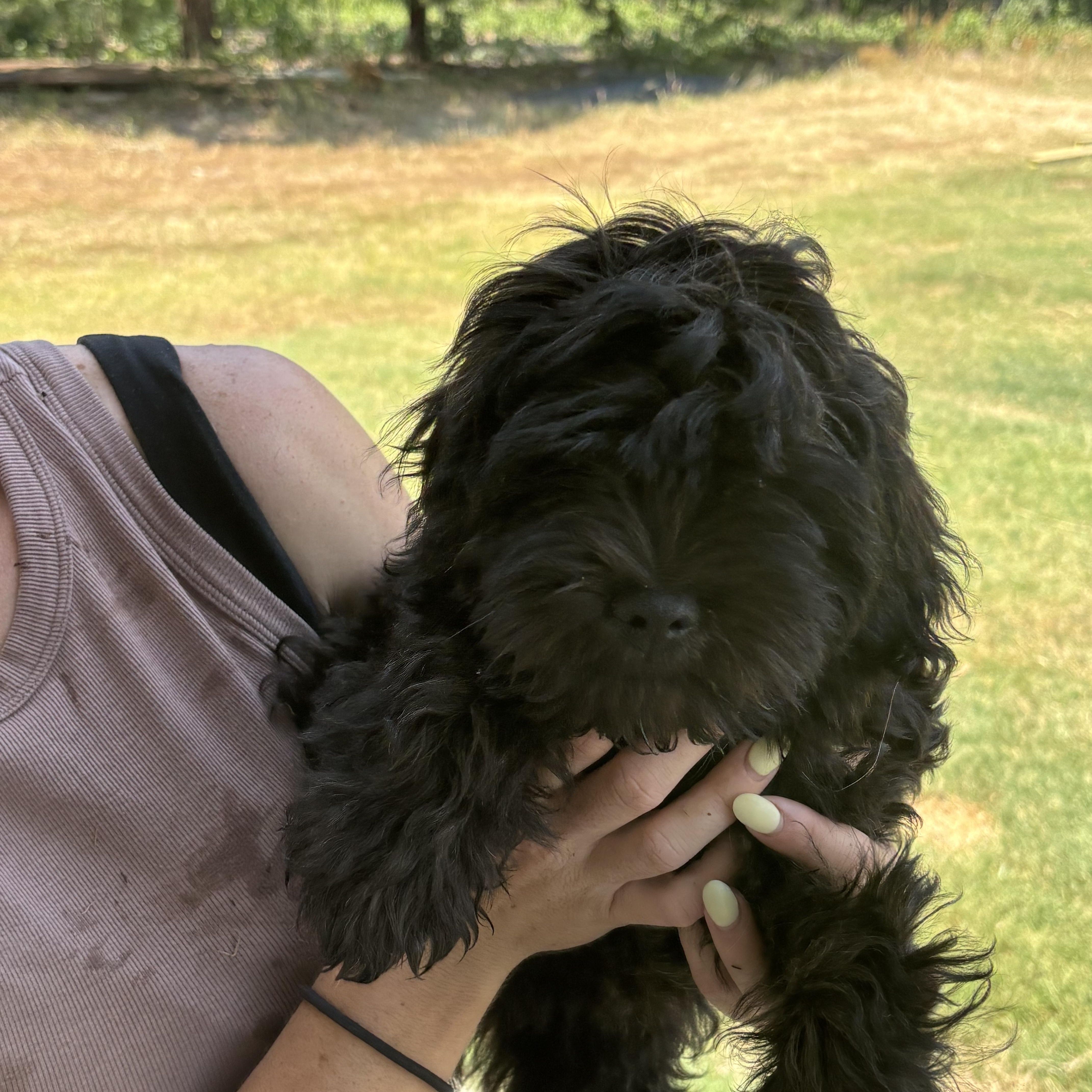 HavaneseShih puppies thumbnail 2