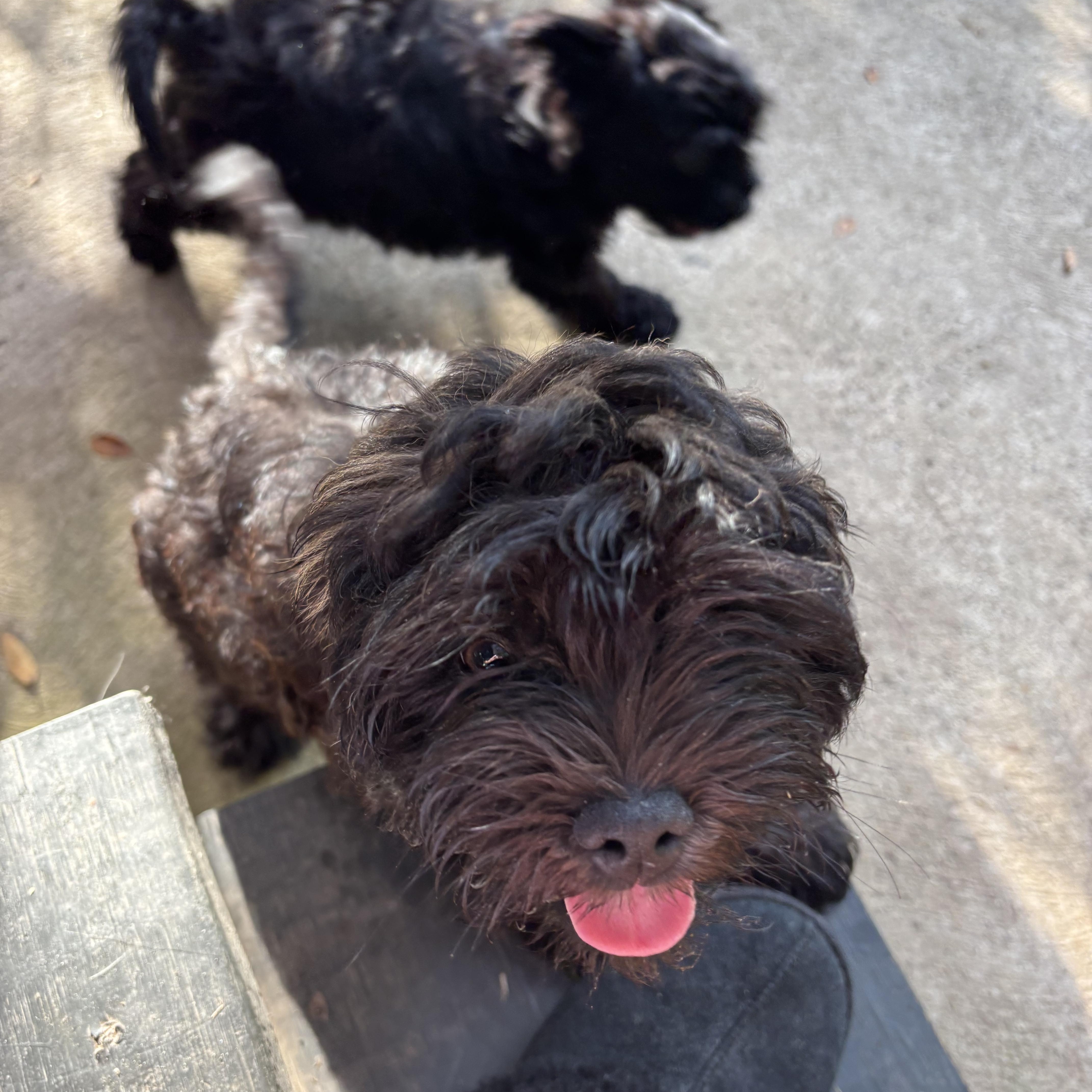 HavaneseShih puppies thumbnail 3