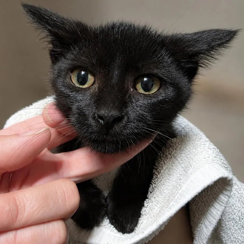 A baby small-sized male Black Manx cat named Baby Brent for adoption in Quincy, OH
