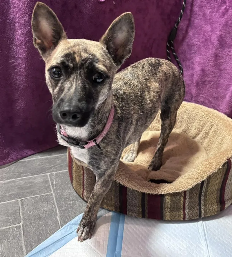 An adult small-sized female Brindle Fox Terrier dog named Donna for adoption in Eugene, OR