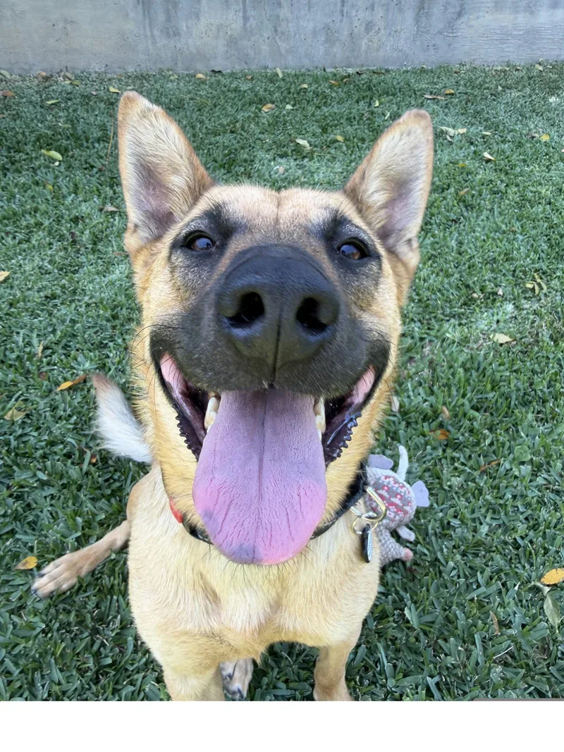 A young medium-sized male German Shepherd Dog dog named Marshall for adoption in Irvine, CA