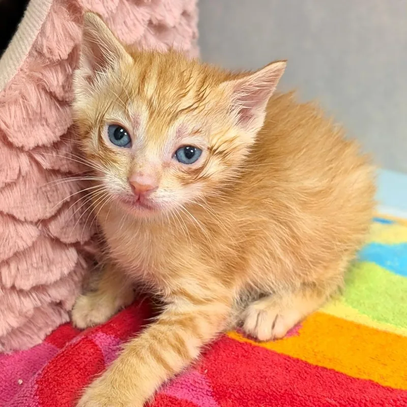 A baby small-sized female Orange / Red Domestic Short Hair cat named Mango for adoption in Buchanan Dam, TX