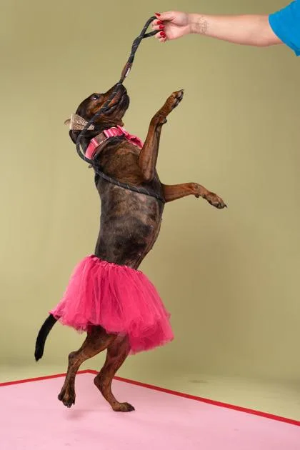 An adult large-sized female Mixed Breed dog named Dolly Pawton for adoption in Atlanta, GA