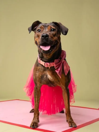 Dolly Pawton thumbnail 3