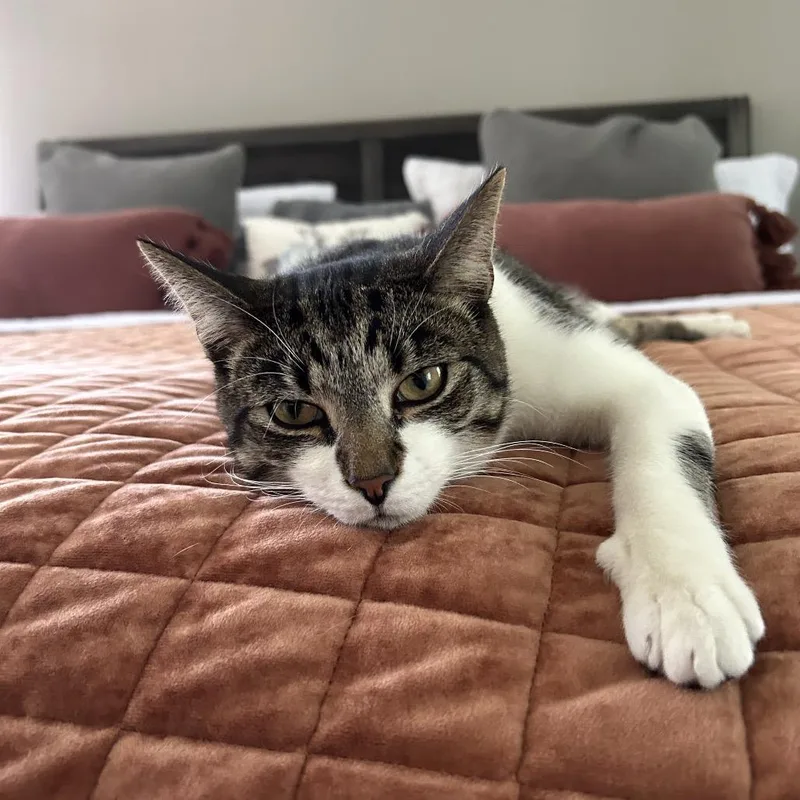 An adult large-sized male Gray / Blue / Silver Domestic Short Hair cat named Apollo for adoption in Chapel Hill, NC