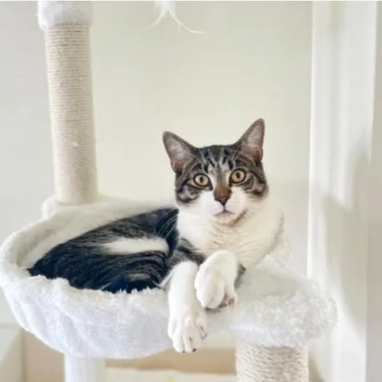 Apollo thumbnail 6
