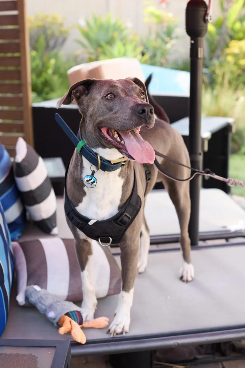 A young medium-sized male Gray / Blue / Silver American Staffordshire Terrier dog named Aspen for adoption in santa monica, CA
