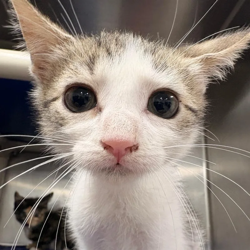 A baby small-sized female Domestic Short Hair cat named Seis for adoption in Newark, NJ