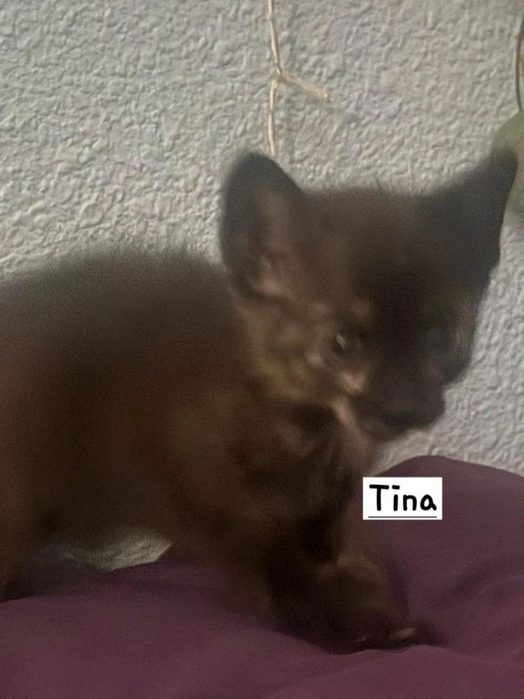 A baby small-sized female Tortoiseshell Domestic Short Hair cat named Tina for adoption in Calimesa, CA