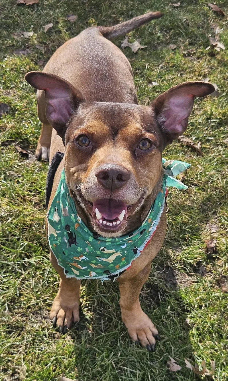 An adult medium-sized male Brown / Chocolate Dachshund dog named Jimmy for adoption in New Castle, PA