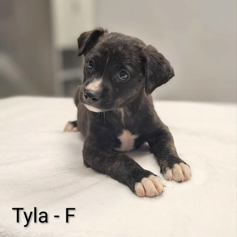 A baby medium-sized female Brindle Pit Bull Terrier dog named Tyla for adoption in Griswold, CT