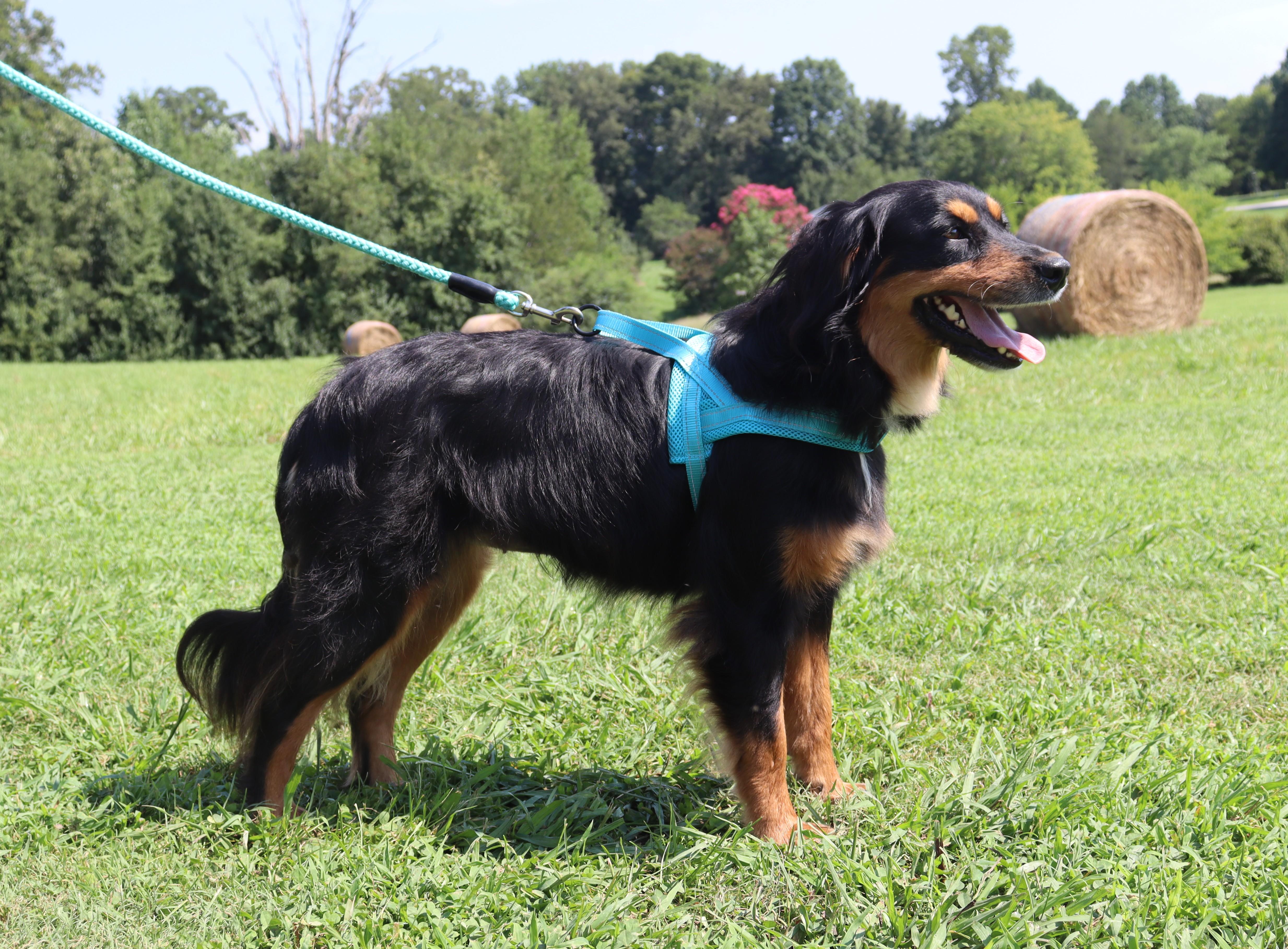 Angel thumbnail 4