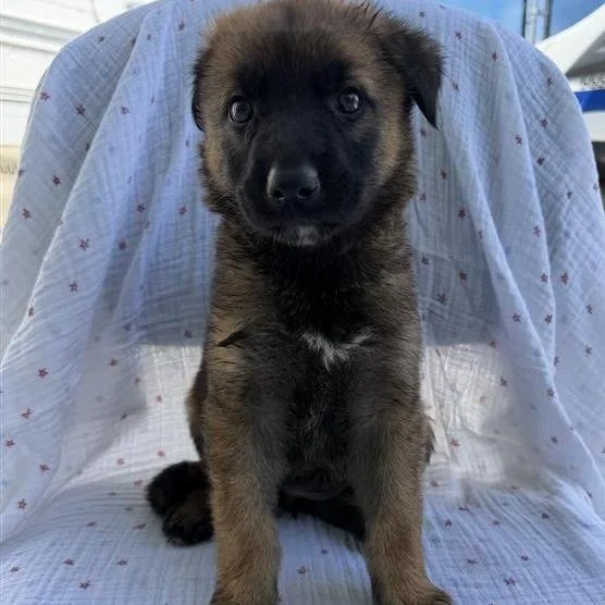 A baby small-sized female Yellow / Tan / Blond / Fawn Shepherd dog named Friday for adoption in Long Beach, CA