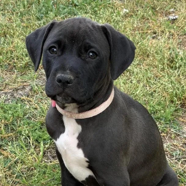 A baby small-sized female Black Hound dog named Aggie for adoption in Briarcliff Manor, NY