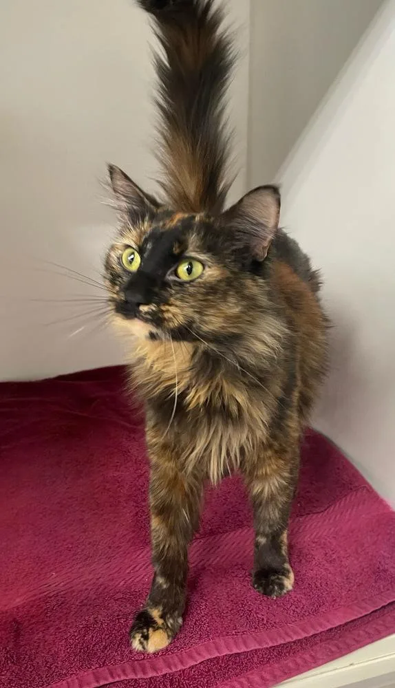 An adult medium-sized female Domestic Medium Hair cat named Lovie for adoption in Rochester, IN