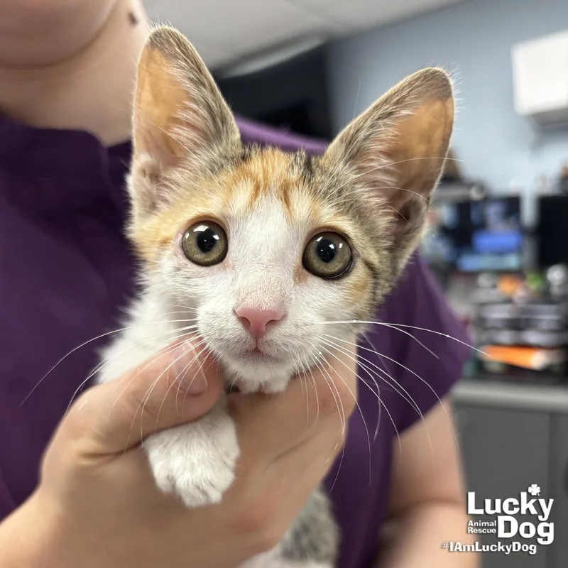 A baby medium-sized female Domestic Short Hair cat named Pipi for adoption in Washington, DC